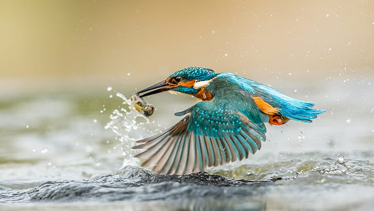 Kingfisher menangkap ikan, sayap, percikan air, tetes, Kingfisher, Penangkapan, Ikan, Sayap, Air, Percikan, Tetes, Wallpaper HD