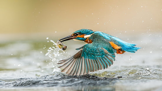 Kingfisher menangkap ikan, sayap, percikan air, tetes, Kingfisher, Penangkapan, Ikan, Sayap, Air, Percikan, Tetes, Wallpaper HD HD wallpaper