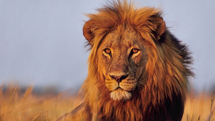 león macho, animales, león, grandes felinos, Fondo de pantalla HD