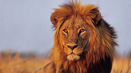 雄ライオン、動物、ライオン、大きな猫、 HDデスクトップの壁紙 HD wallpaper