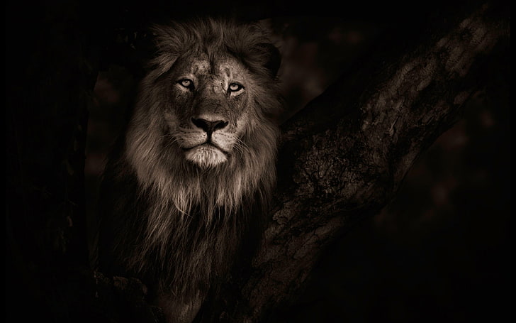 lion  for desktop background, HD wallpaper