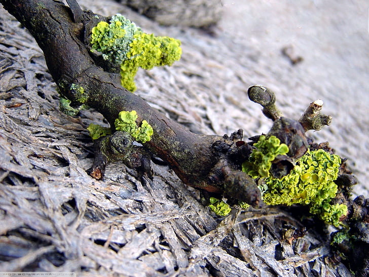 lichen nature macro bois flotté, Fond d'écran HD