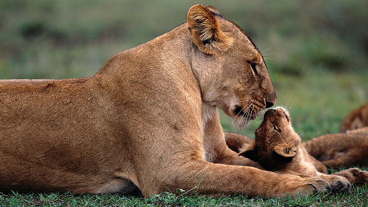 a picture of a lioness with her cub, HD wallpaper