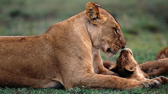a picture of a lioness with her cub, HD wallpaper HD wallpaper