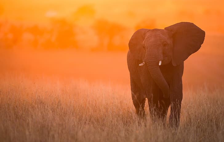 pôr do sol, elefante, Quênia, Masai Mara, HD papel de parede