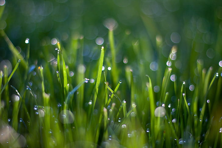 макросъемка капель росы на зеленой траве, вода, макросъемка, роса, капли, зеленая трава, капли, природа, капля, трава, свежесть, зеленый цвет, фоны, лето, крупный план, мокрый, завод, дождевая капля, окружающая среда,лист, луг, весна, аннотация, HD обои