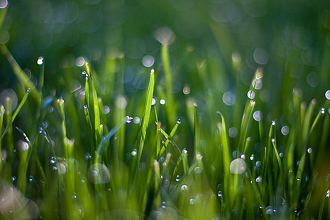 макросъемка капель росы на зеленой траве, вода, макросъемка, роса, капли, зеленая трава, капли, природа, капля, трава, свежесть, зеленый цвет, фоны, лето, крупный план, мокрый, завод, дождевая капля, окружающая среда,лист, луг, весна, аннотация, HD обои HD wallpaper