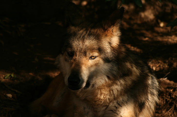 الذئب ، الحيوانات، خلفية HD