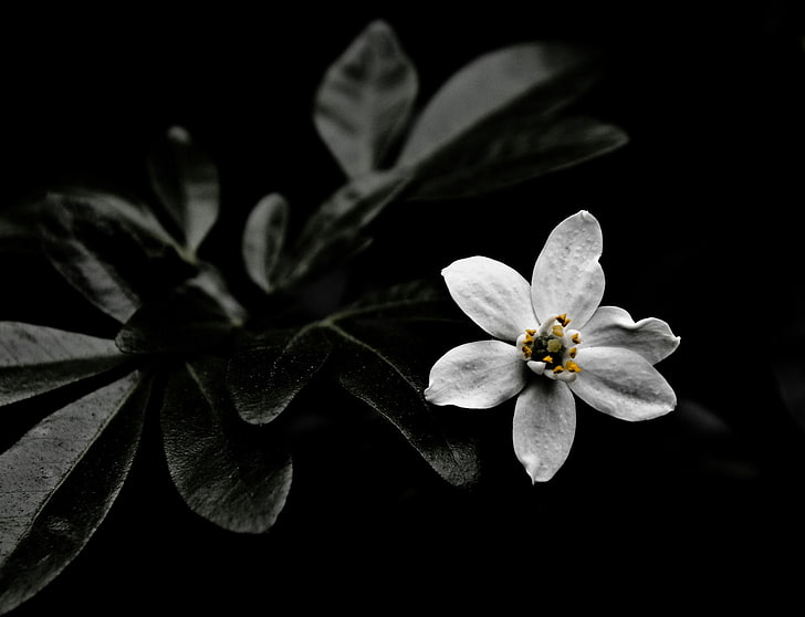 พืชดอกไม้, วอลล์เปเปอร์ HD
