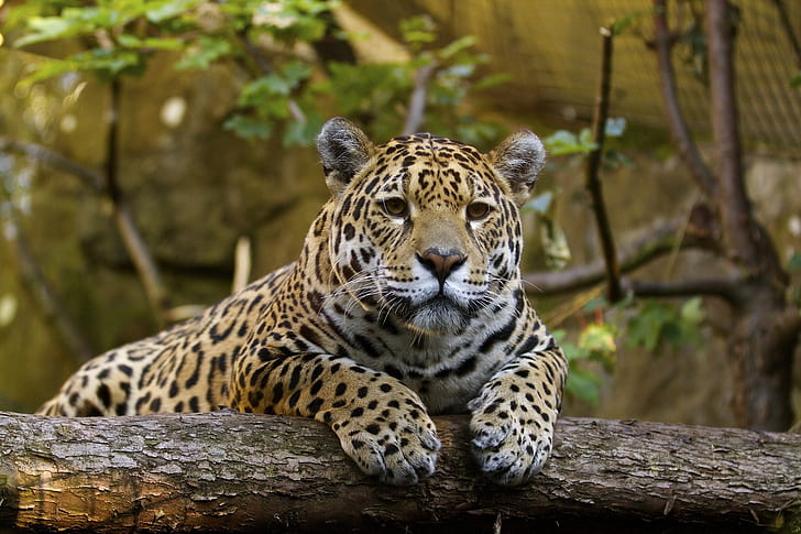 Katzen, Jaguar, Großkatze, Ruhen, Zoo, Raubtier, HD-Hintergrundbild