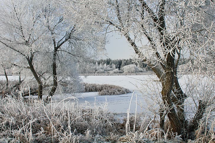winter, trees, lake, frost, HD wallpaper