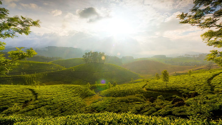 Munnar Tea Ферми, полета, хълмове, трес, слънчева светлина, 3d и абстрактно, HD тапет