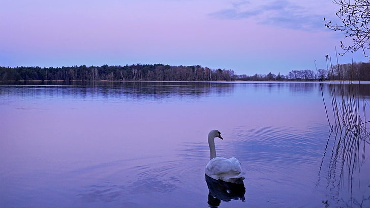 mute swan, swan, lake, night, nature, water, HD wallpaper
