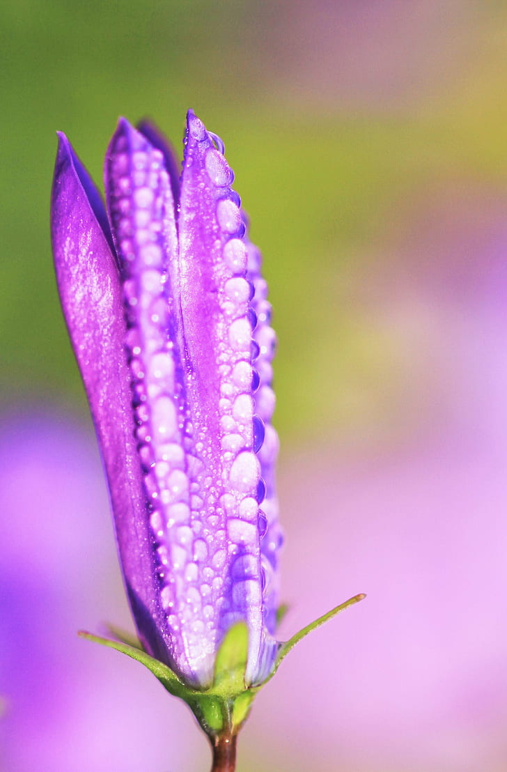 bouton floral violet avec photographie de mise au point sélective de gouttes de rosée, nature, plante, gros plan, fleur, beauté Dans la nature, tête de fleur, macro, vert Couleur, Fond d'écran HD, fond d'écran de téléphone