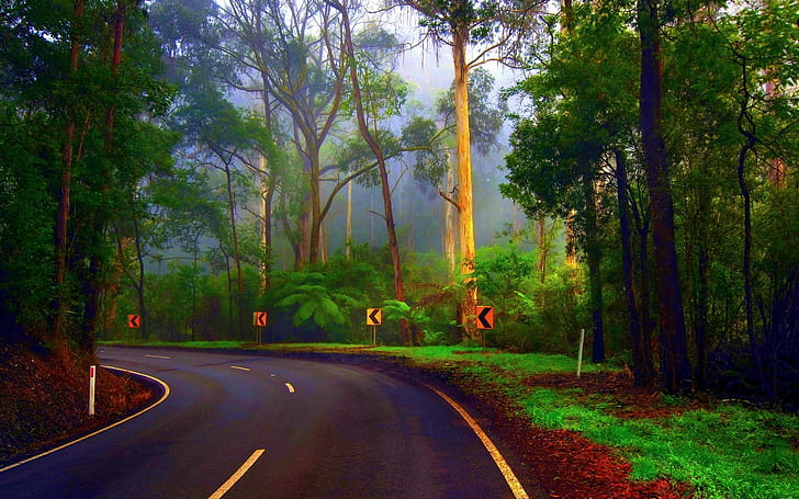 Droga leśna, zielone drzewa i szara droga betonowa, zakręty, drzewa, las, droga, przyroda i krajobrazy, Tapety HD