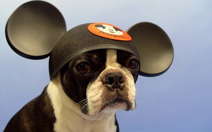 black and white Boston terrier, bulldog, dog, hat, ears, cool, HD wallpaper