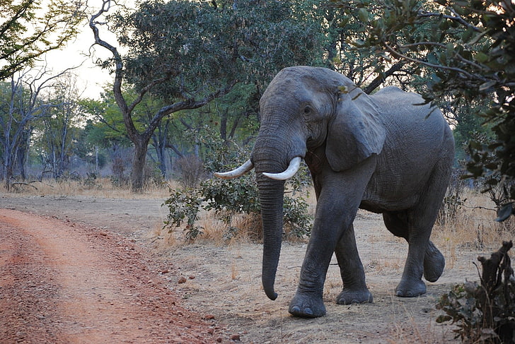Животное, Слон, Национальный парк, Дикая природа, Замбия, HD обои