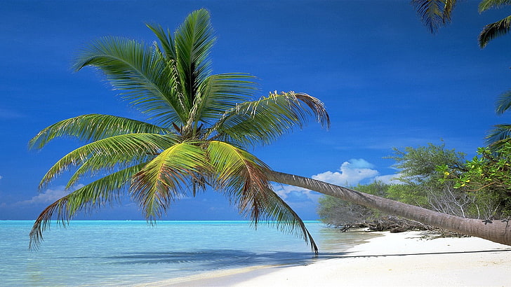 green coconut tree, palm tree, inclination, coast, branches, shadow, tropics, blue water, gulf, heat, HD wallpaper