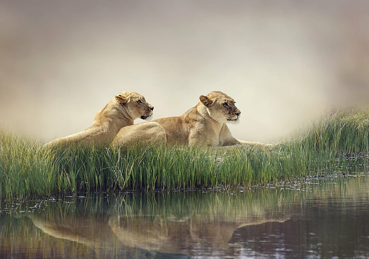 animals, big, cats, grass, lions, pond, two, wallpapers, HD wallpaper