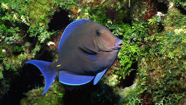 남자의 파란색과 흰색 모자, 산호, 물고기, HD 배경 화면