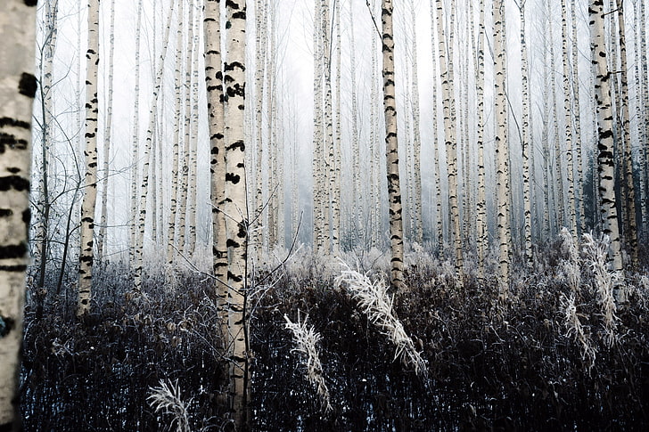 Birch forest HD wallpapers free download | Wallpaperbetter