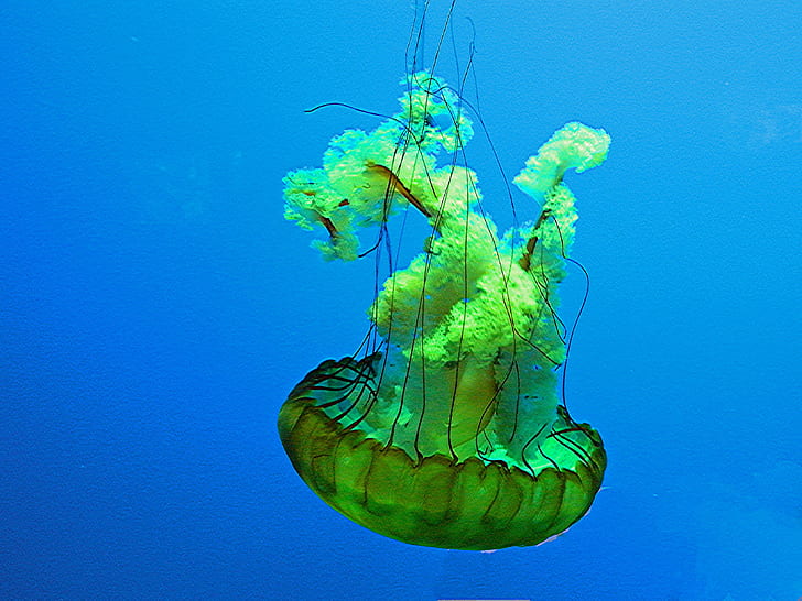 closeup photo of green and black Jellyfish, Aquarium, closeup, photo, green, black, Jellyfish, animal, marine, underwater, sea, blue, nature, wildlife, HD wallpaper