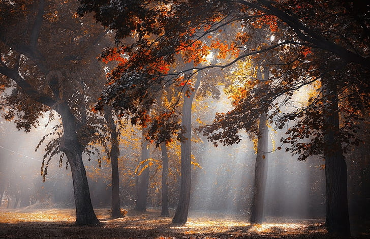 слънчеви лъчи, гора, есен, листа, дървета, мъгла, слънчева светлина, природа, пейзаж, HD тапет