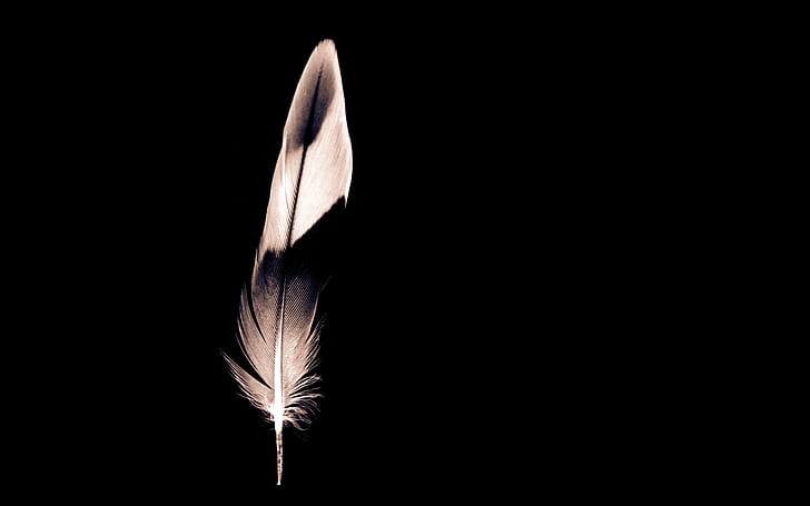 Minimalist Feather, white and black feather, feather, HD wallpaper