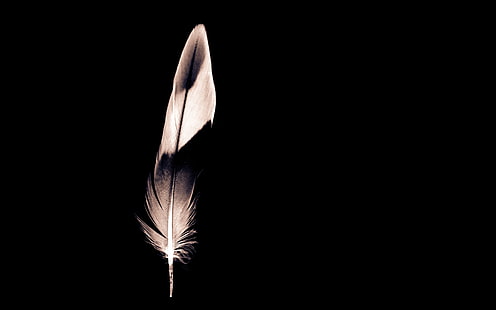 Minimalist Feather, white and black feather, feather, HD wallpaper HD wallpaper