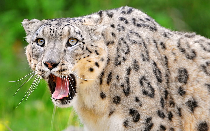 giaguaro, leopardo delle nevi, denti, bocca aperta, viso, sguardo, predatore, Sfondo HD