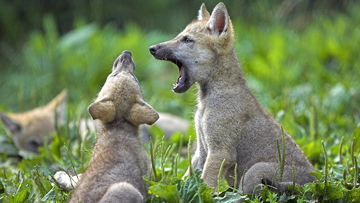short-coated gray-and-brown puppies, animals, baby animals, nature, wolf, field, yawning, HD wallpaper