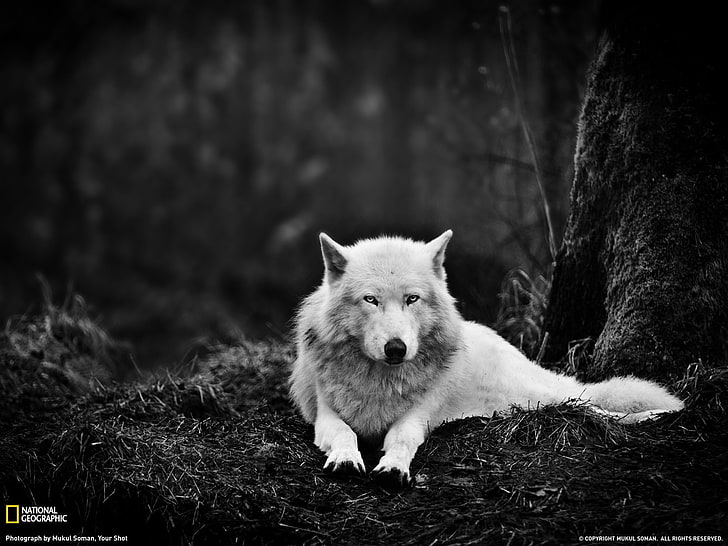 Gray Wolf Washington-National Geographic Best Wall .., vit varg, HD tapet