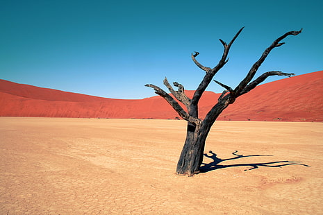 ต้นไม้ทะเลทราย 1920x1280 Nature Deserts HD Art, Trees, desert, วอลล์เปเปอร์ HD HD wallpaper