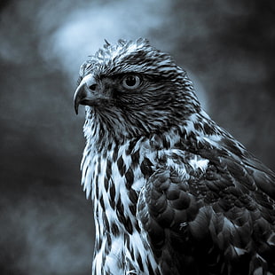 fotografía en escala de grises de águila, naturaleza, animales, pájaros, halcón (animal), Fondo de pantalla HD HD wallpaper