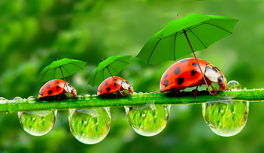 green, ladybug, Umbrella, red, grass, HD wallpaper HD wallpaper