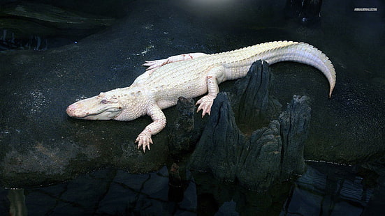 Weißer Alligator, Tiere, Natur, Alligator, wild lebende Tiere, weißer Alligator, HD-Hintergrundbild HD wallpaper
