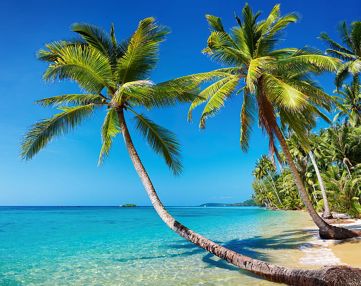 två gröna kokospalmer, hav, strand, sommar, landskap, tropiker, palmer, vistelse, ö, natur, semester, utväg, HD tapet