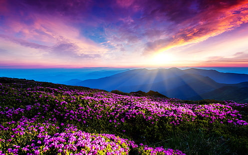 Flores de color púrpura, cielo, nubes, puesta de sol, rayos, montañas, Púrpura, Flores, Cielo, Nubes, Puesta de sol, Rayos, Montañas, Fondo de pantalla HD HD wallpaper