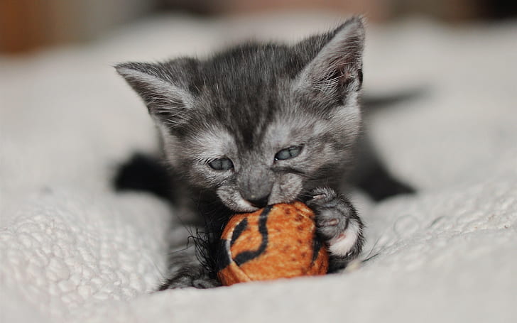 Cute kitten play toy, silver tabby kitten, Cute, Kitten, Play, Toy, HD wallpaper