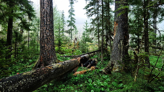 arboles, bosque, naturaleza, tronco, Fondo de pantalla HD HD wallpaper