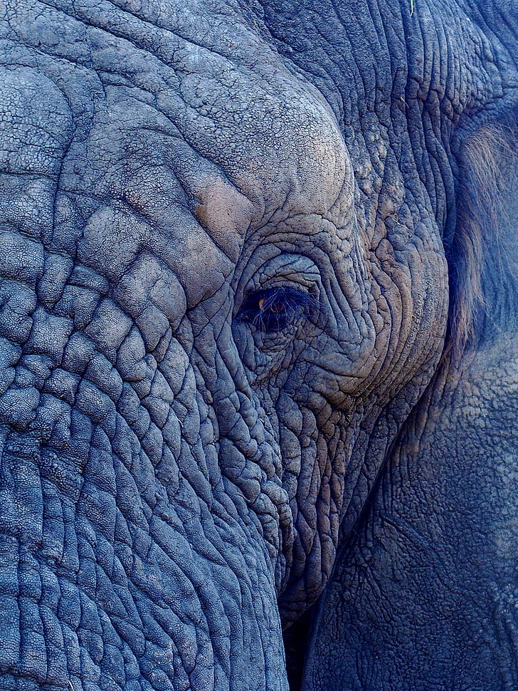 gray elephant, elephant, eye, folds, HD wallpaper