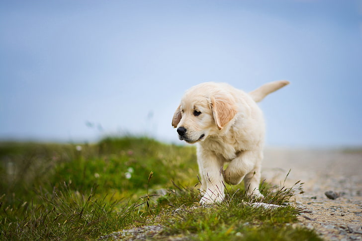 Anjing, Anak Anjing, Labrador Retriever, 4K, Wallpaper HD
