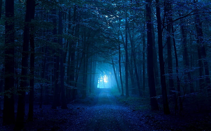 madeira, sombrio, luz, passagem, caminho, faixa, azul escuro, nevoeiro, saída, HD papel de parede