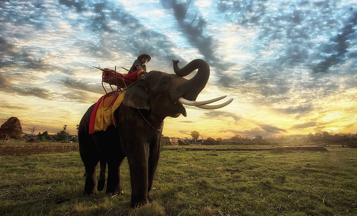 الفيل والحيوانات وتايلاند، خلفية HD