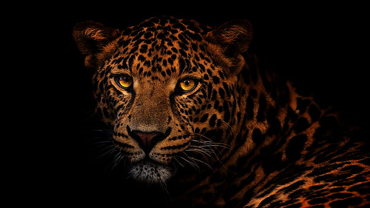 очи, поглед, лице, едър план, портрет, леопард, черен фон, дива котка, златни очи, HD тапет