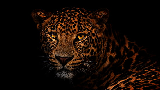 очи, поглед, лице, едър план, портрет, леопард, черен фон, дива котка, златни очи, HD тапет HD wallpaper