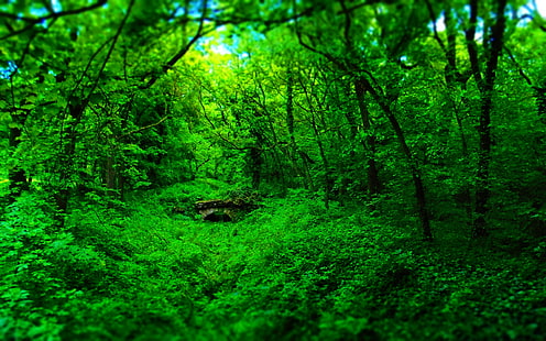 floresta natureza ponte de madeira verde paisagem, HD papel de parede HD wallpaper
