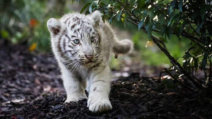 Mignon petit tigre blanc du Bengale, Fond d'écran HD