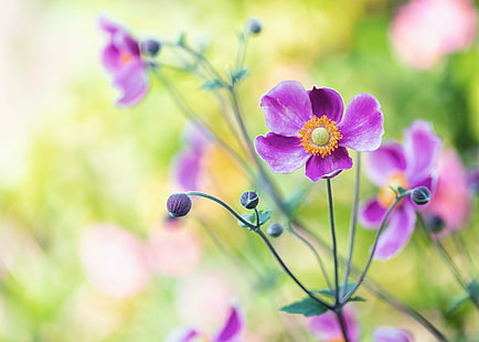 紫の花びらの花のクローズアップ写真、日本、日本、日本、アネモネ、紫、クローズアップ、写真、花、花、デンバー植物園、コロラド州、自然、植物、ピンク色、花びら、花頭、夏、鮮度、春、閉じる-アップ、自然の美しさ、植物学、 HDデスクトップの壁紙 HD wallpaper