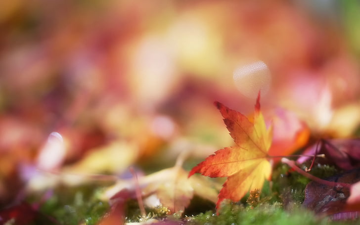brown maple leaf, autumn, leaves, bokeh, blur, moss, HD wallpaper